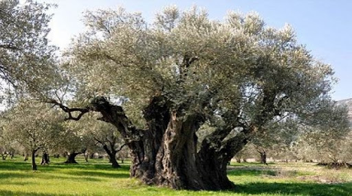 Anıt Zeytin Ağaçları 