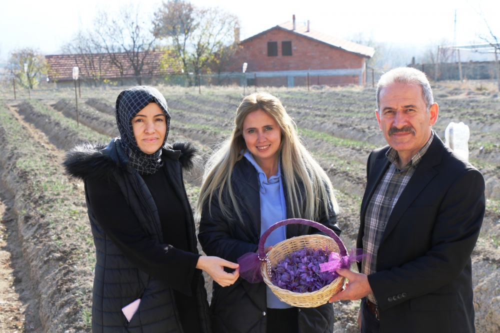 Safran Yetiştiriciliğine Belediye Desteği