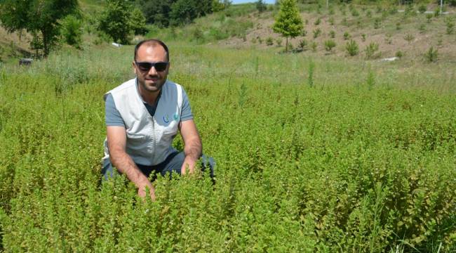 Tıbbi Aromatik Bitki Yetiştiriciliği