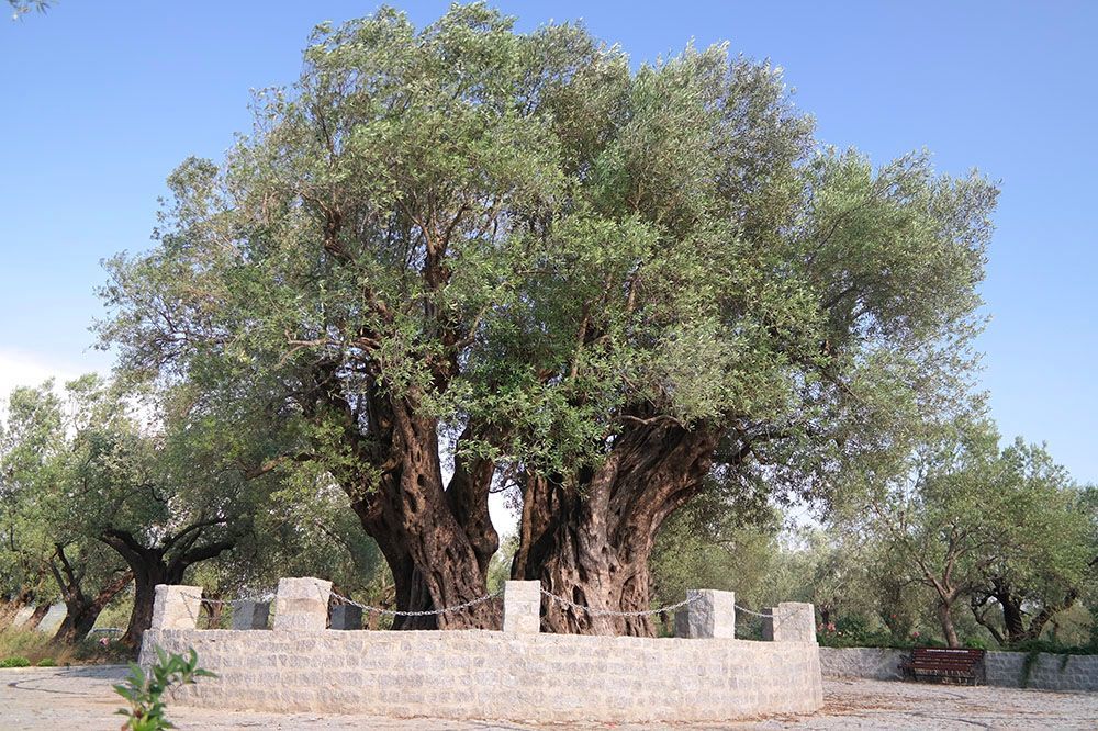 Anıt Zeytin Ağaçları 